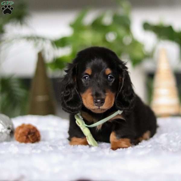 Buddy, Dachshund Puppy